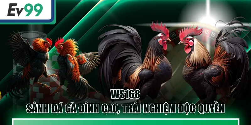 WS168 | Sảnh Đá Gà Đỉnh Cao, Trải Nghiệm Độc Quyền 1 WS168